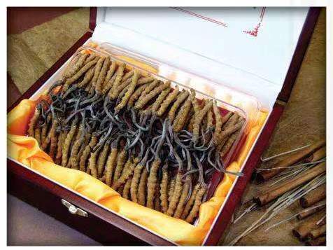 玛多冬虫夏草回收